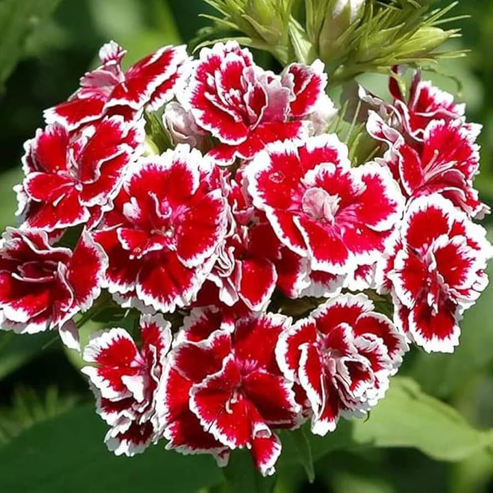 Dianthus Røde Hvide Blomsterfrø til Plantning - 100 stk