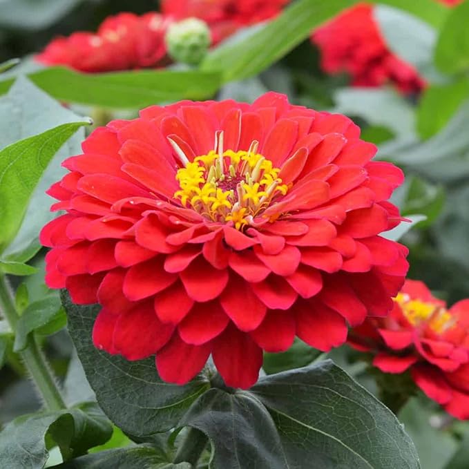 Røde Zinnia blomsterfrø til plantning 100 stk