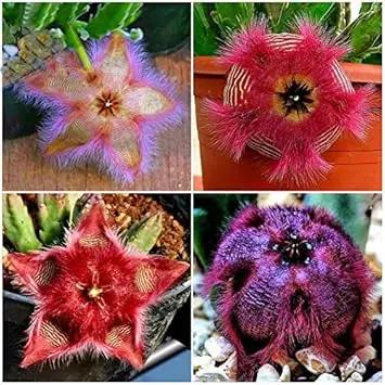 stapelia pulchella flower seeds