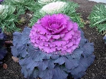 Flower Seeds, Seeds for Planting, Plant Seeds