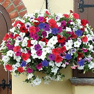 petunia bonsai flower seeds