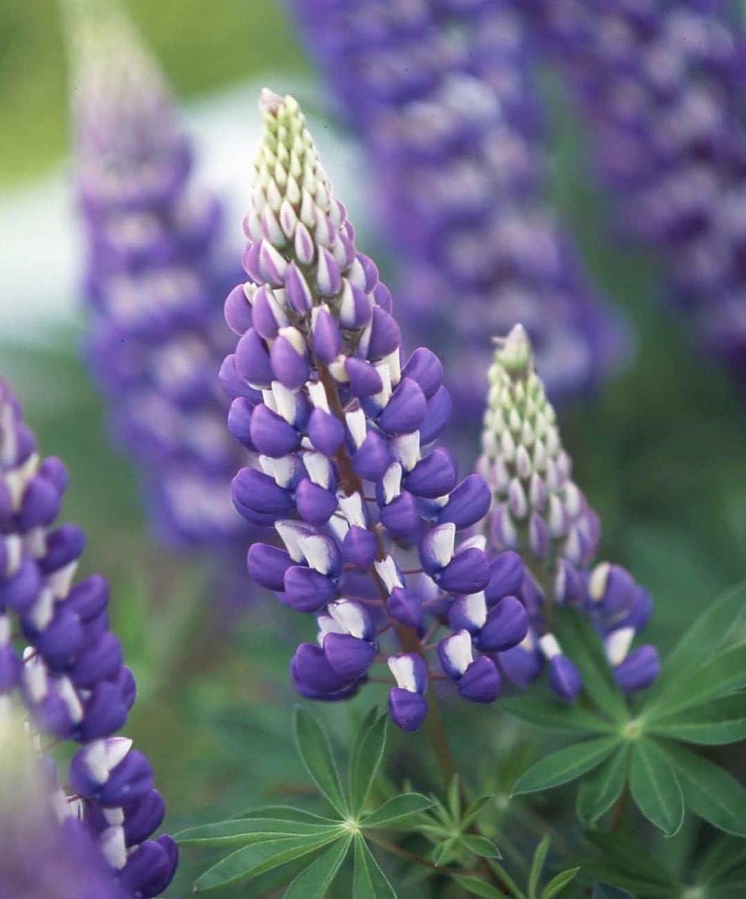 Flower Seeds, Seeds for Planting, Plant Seeds