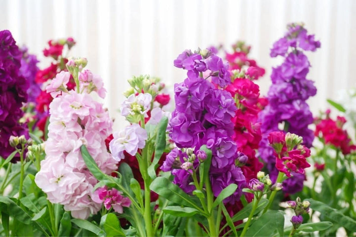 Aftenduftende blomsterfrø til plantning Blandet 100 stk