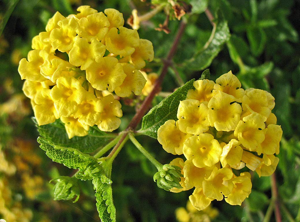 Light Yellow Lantana Flower Seeds – Heirloom Non-GMO Seeds for Planting