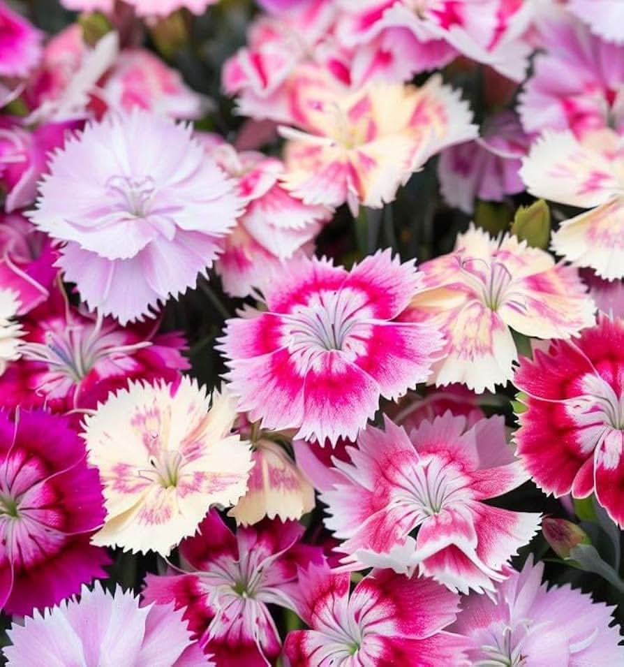 pink dianthus flower seeds