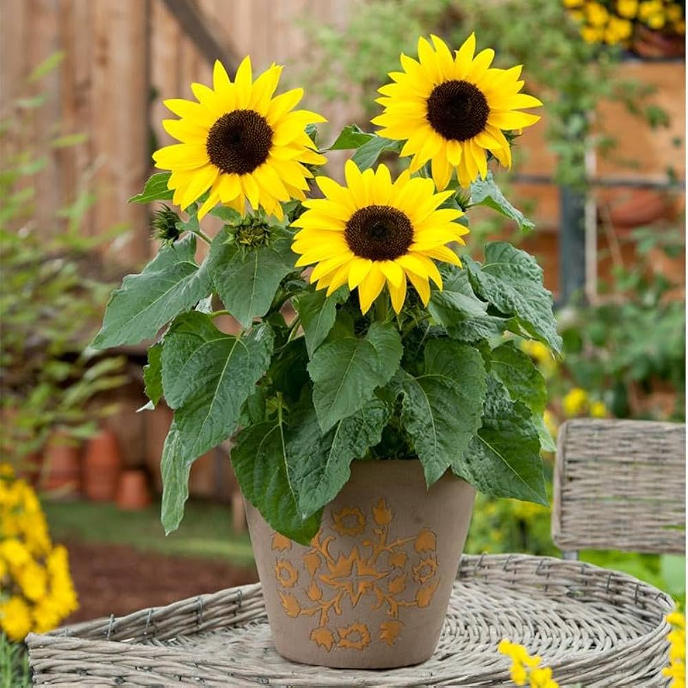 french dwarf flower seeds