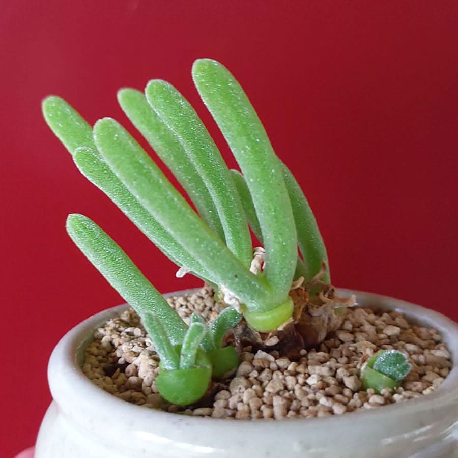 bunny ears flower seeds