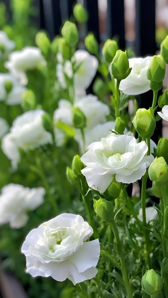 White Eustoma Flower Seeds for Planting - 100 pcs