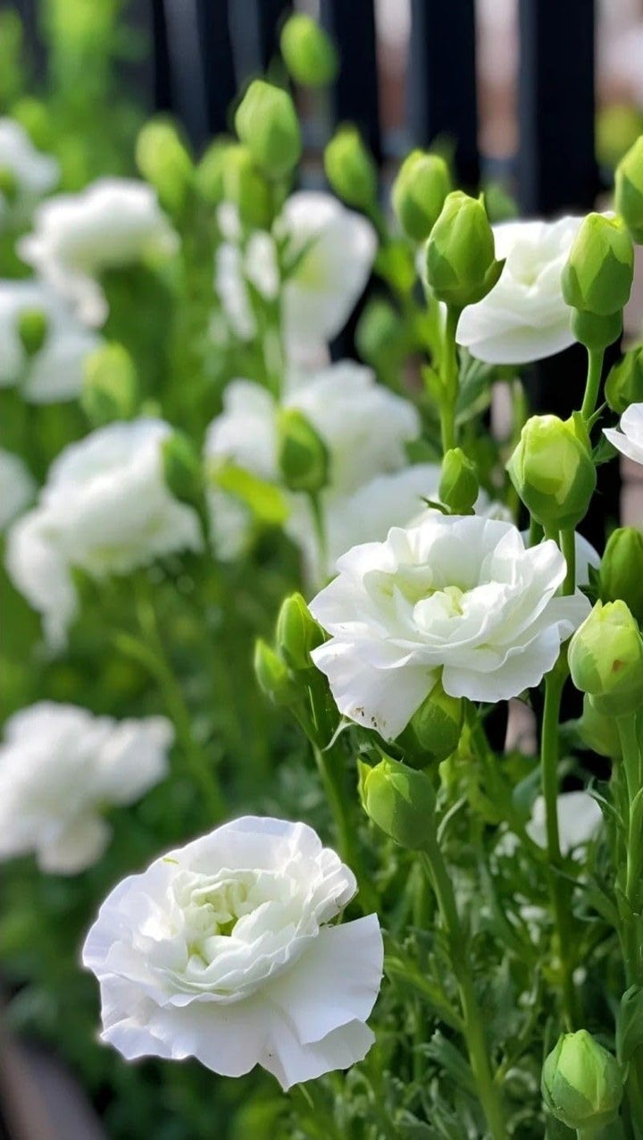 Green Eustoma Lisianthus Flower Seeds for Planting – Heirloom, Non-GMO, High Germination Organic Garden Seeds