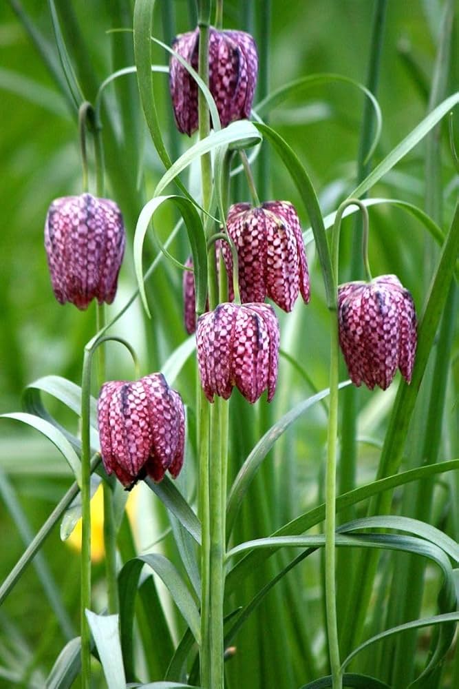 fritillaria raddeana flower seeds