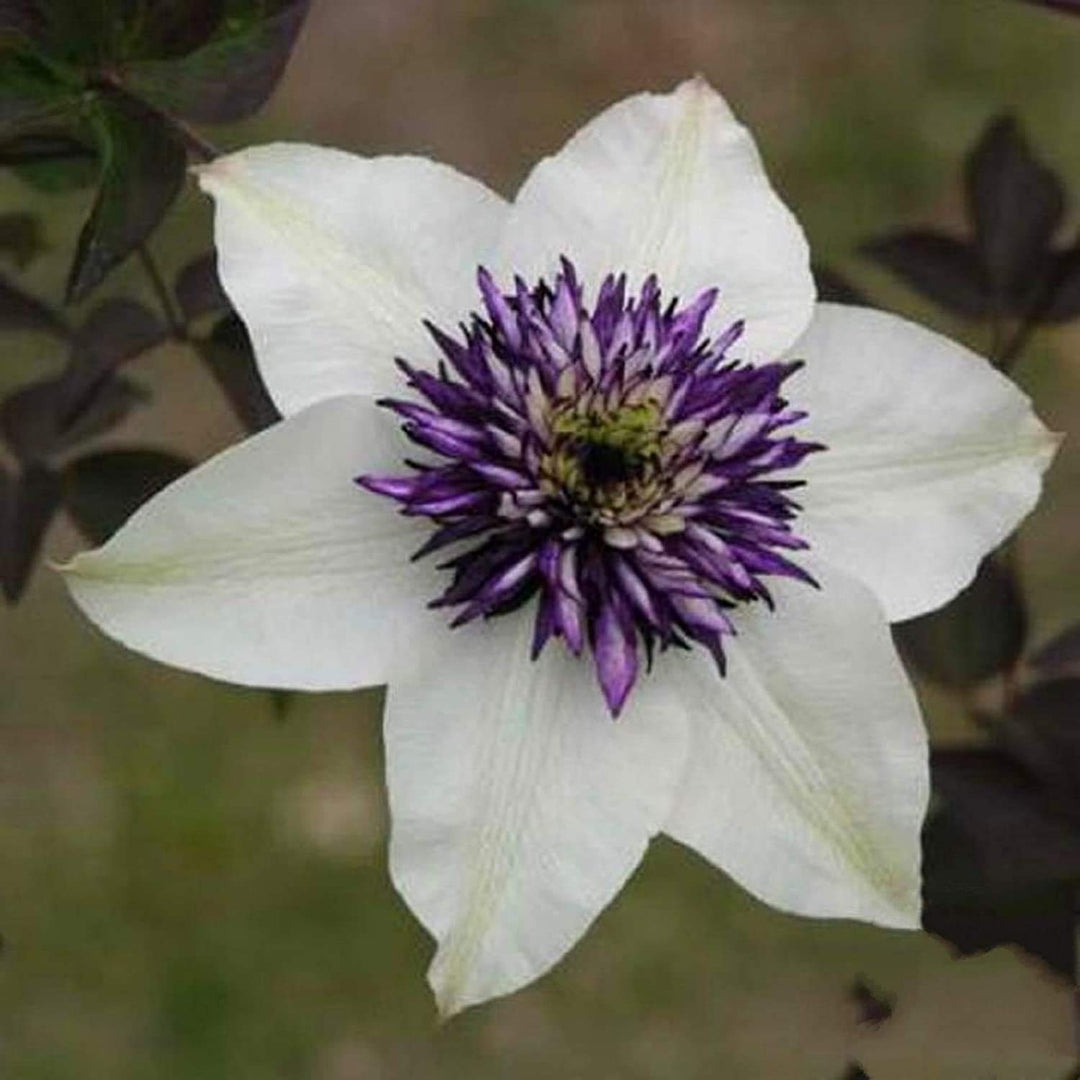 clematis climbing flower seeds