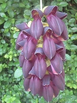 Flower Seeds, Seeds for Planting, Plant Seeds