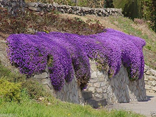 purple rock flower seeds