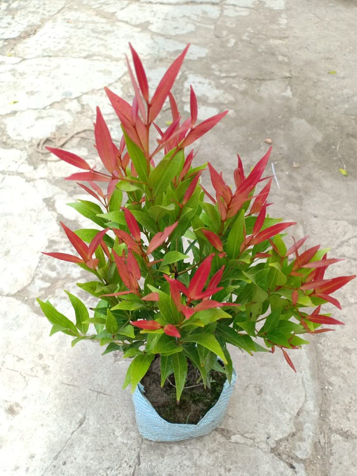 Red Photinia Robin Plant Seeds for Planting, 100 pcs