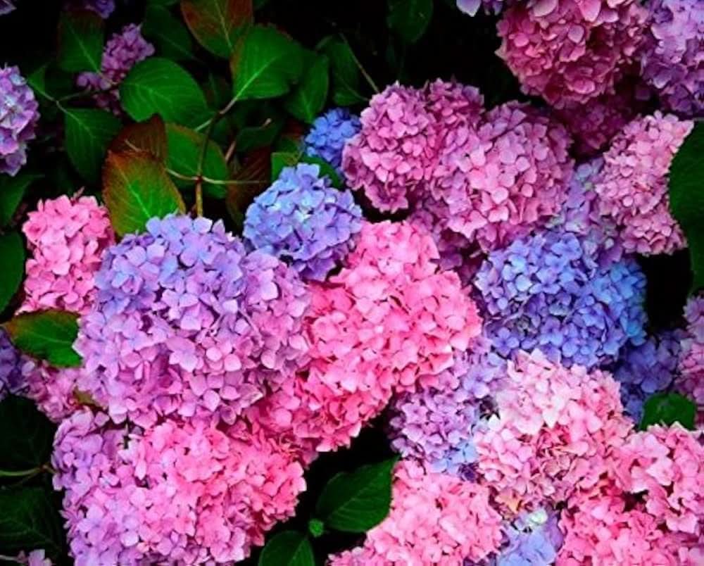hydrangea hydrangea flower seeds