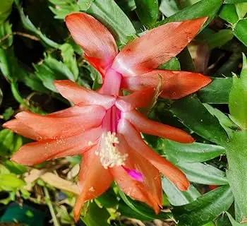 christmas cactus flower seeds