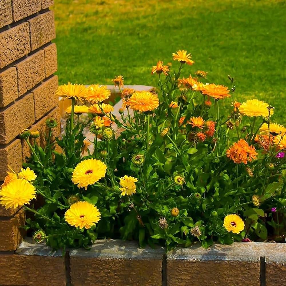 calendula calendula flower seeds