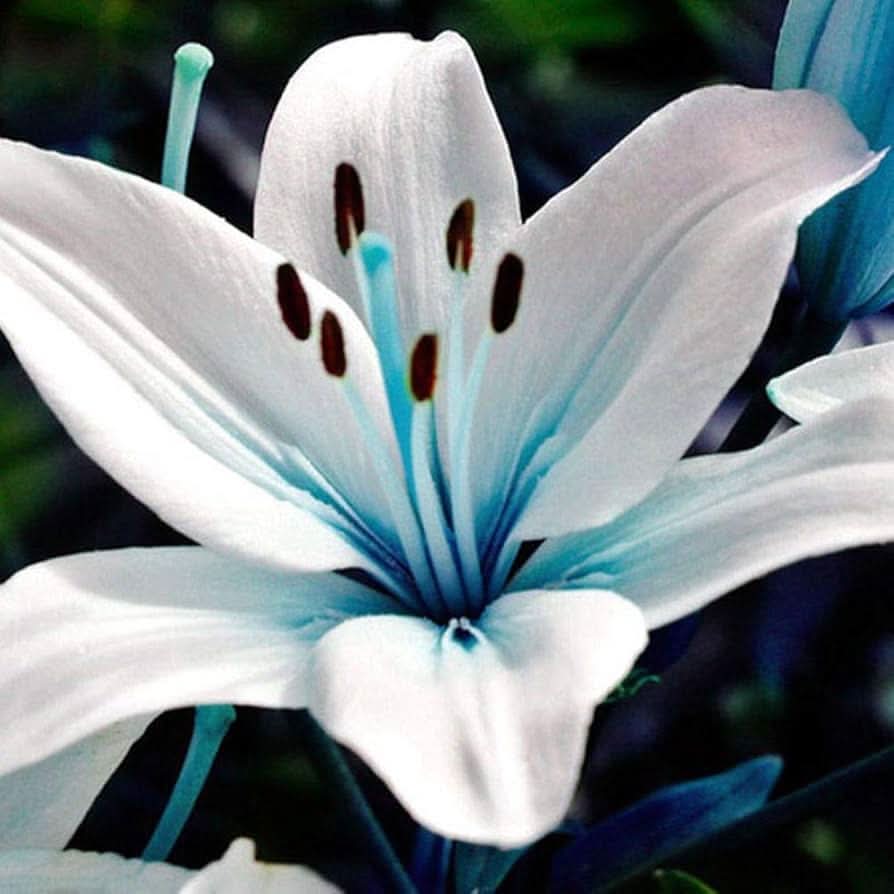 blue heart flower seeds