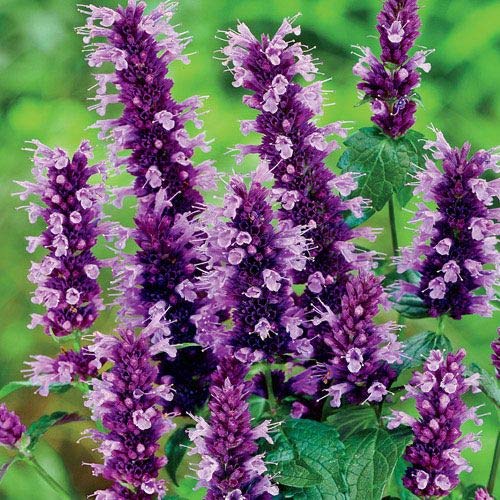 Purple Hyssop Plant Seeds for Aromatic and Medicinal Garden Use