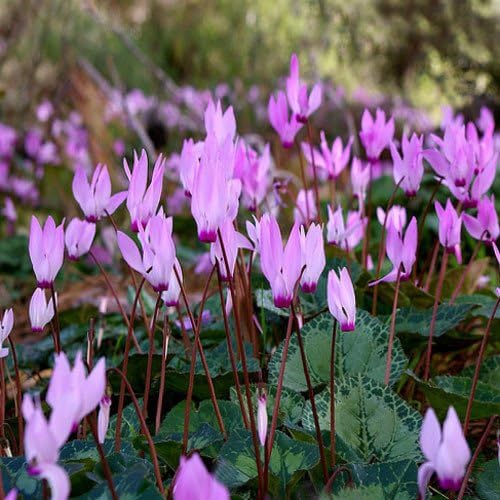 Heirloom Non-GMO Violet Cyclamen Flower Seeds for Planting – Hardy Shade-Loving Garden Seeds