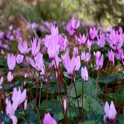 violet heirloom flower seeds