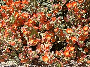 Flower Seeds, Seeds for Planting, Plant Seeds