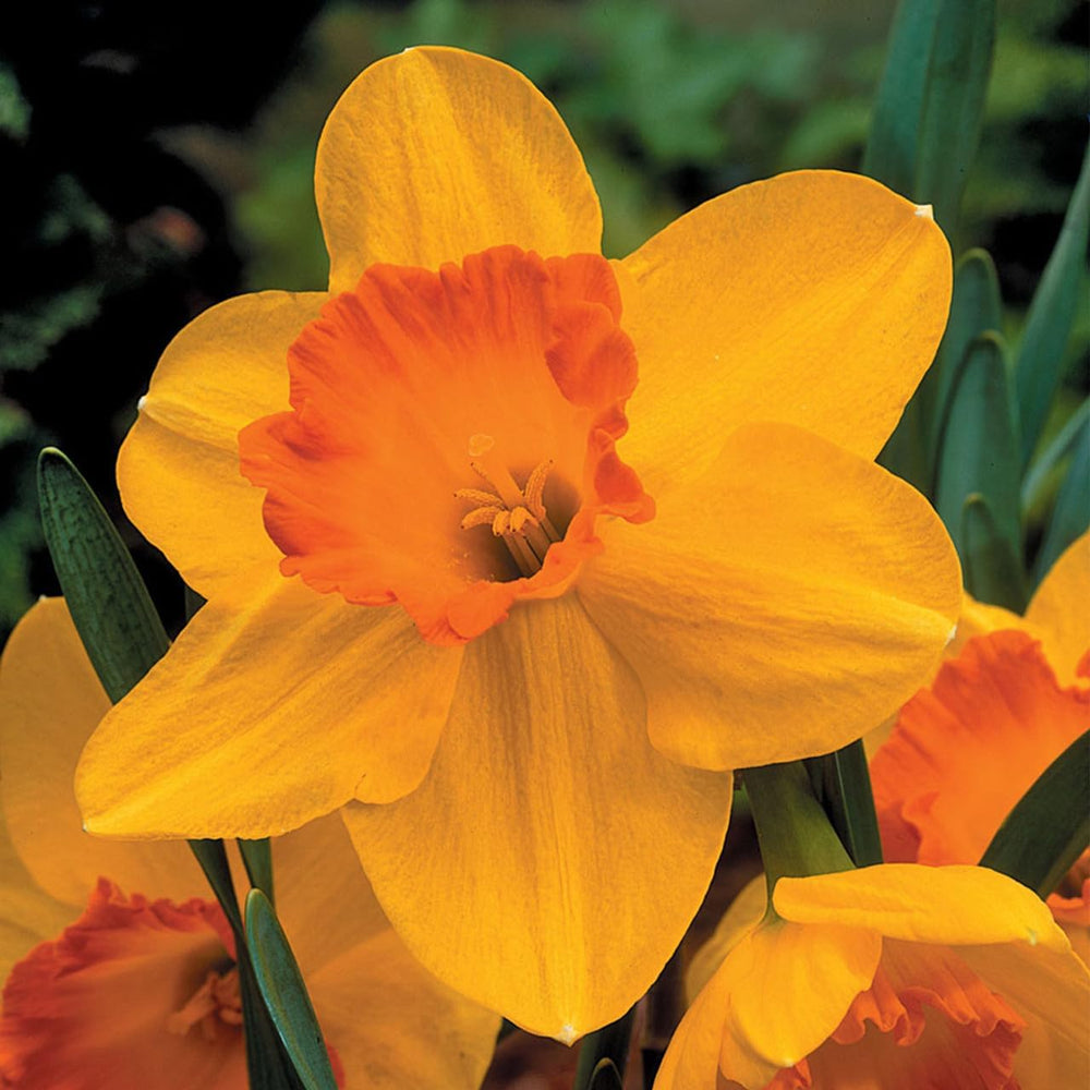 Flower Seeds, Seeds for Planting, Plant Seeds