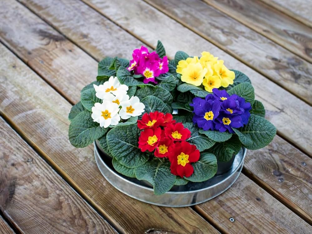 violet mixed flower seeds