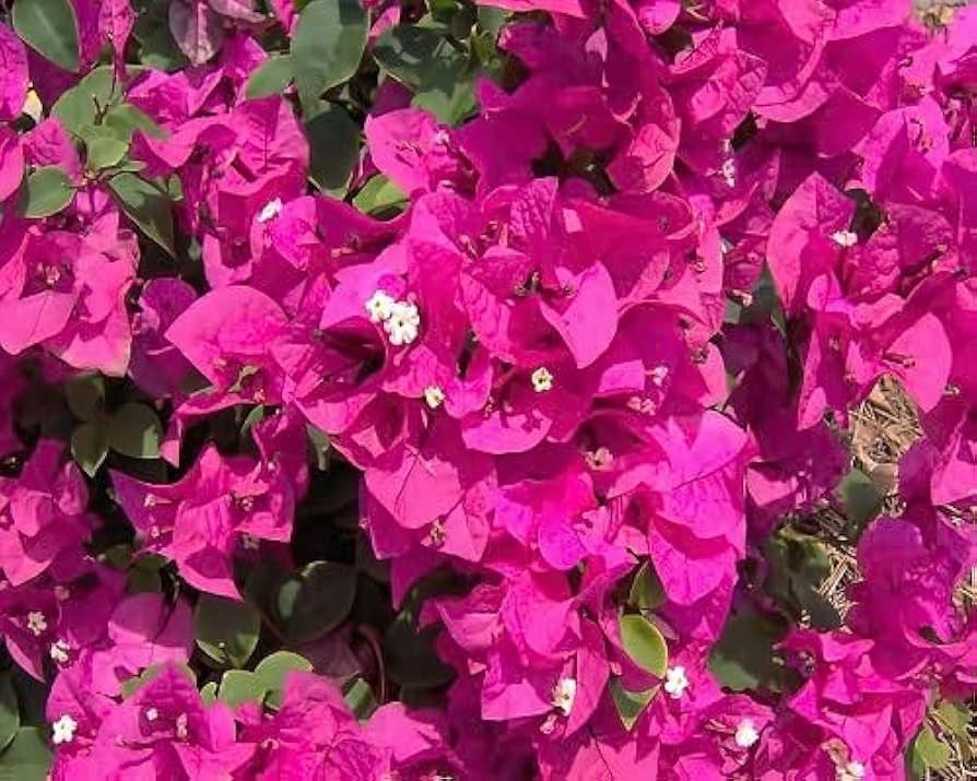 Bougainvillea Blomsterfrø til udplantning - Soft Pink 100 stk