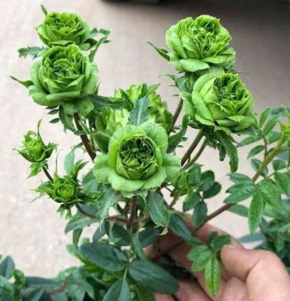 golden green flower seeds