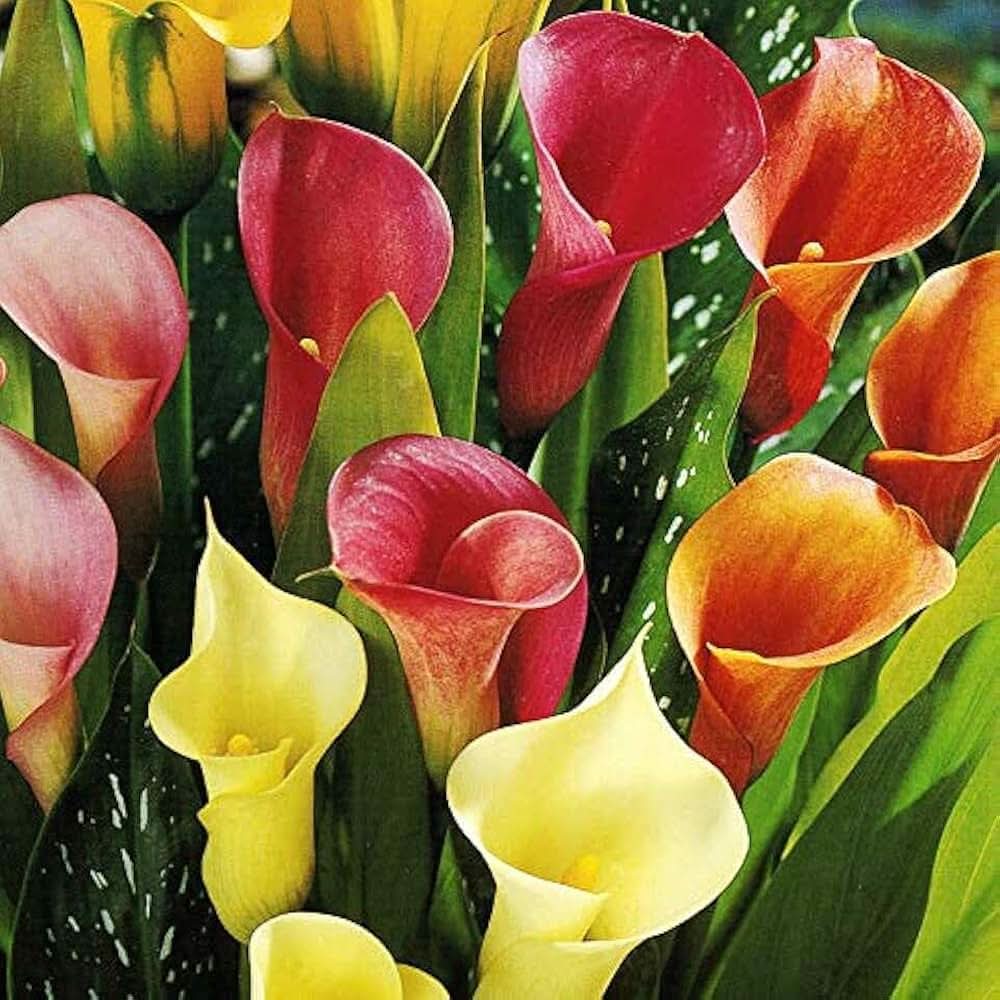 calla lily flower seeds