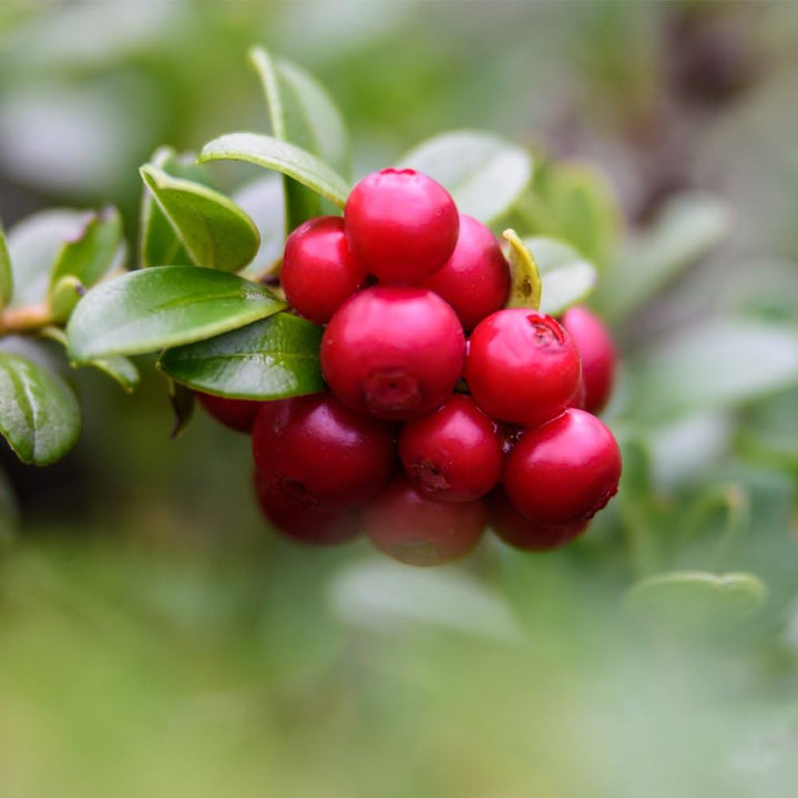 Lingonberry Fruit Seeds for Planting - Growing Tangy and Nutritious Red Berries, Non GMO Seeds