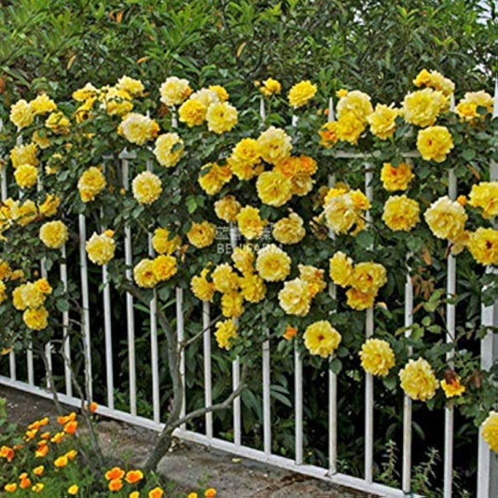 yellow climbing flower seeds