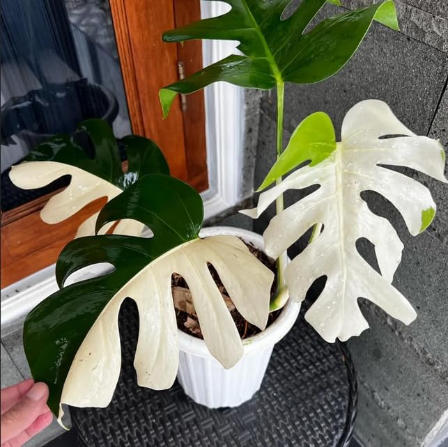 Monstera Albo Variegata – Rare Tropical Houseplant with Stunning White &amp; Green Leaves