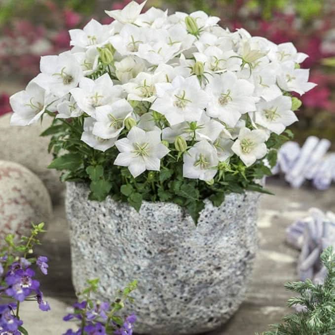 white bellflower flower seeds