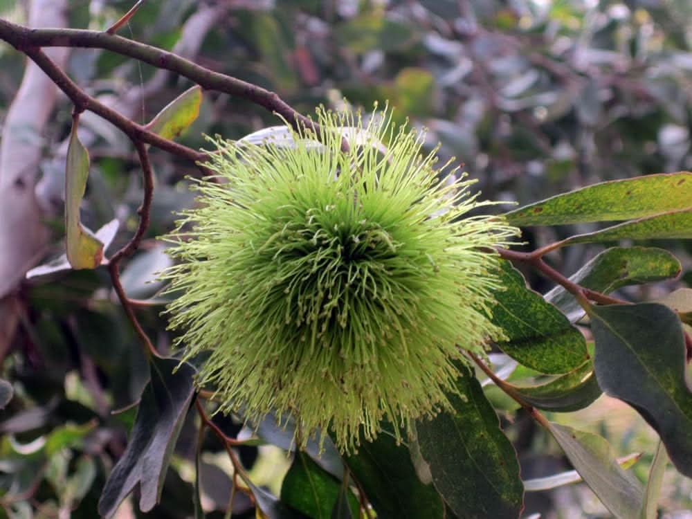 eucalyptus lehmannii flower seeds