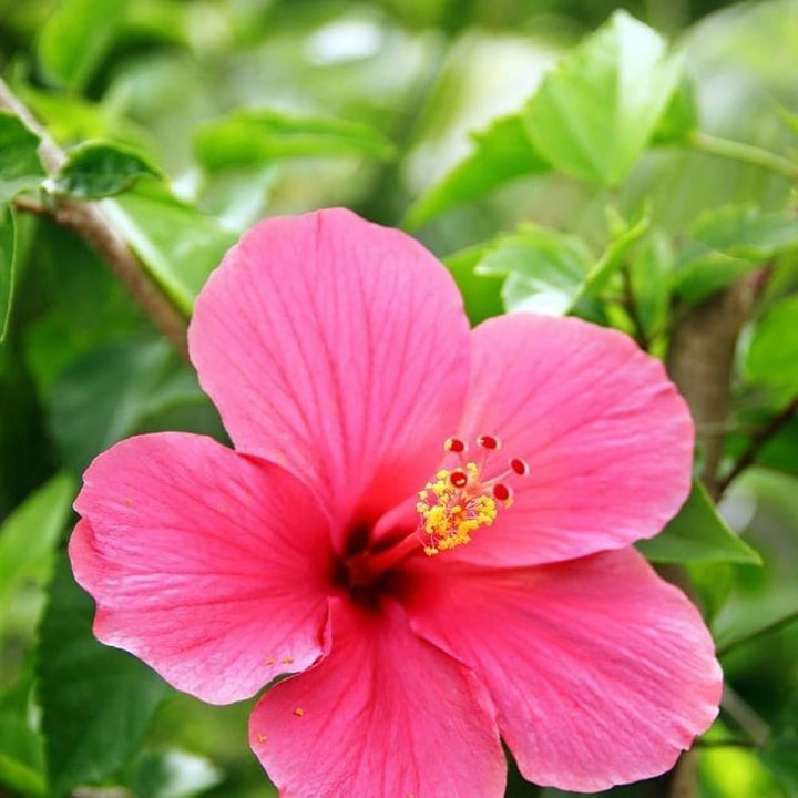 Baby Pink Hibiscus Blomsterfrø - 100 stk