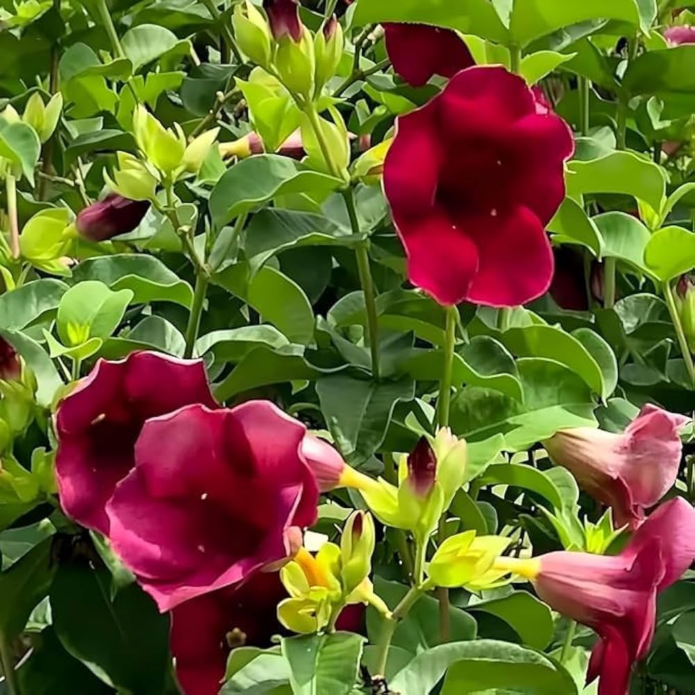 allamanda violacea flower seeds