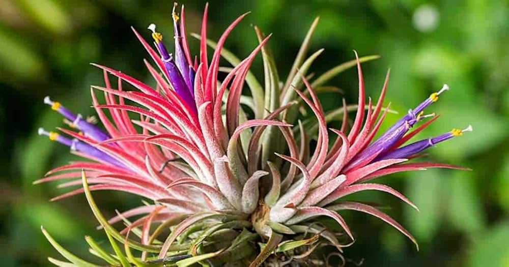 Mixed Colour Airplant Seeds for Planting 100 pcs