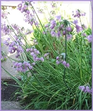 Flower Seeds, Seeds for Planting, Plant Seeds