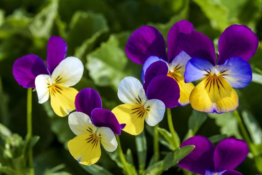 pansy mix flower seeds