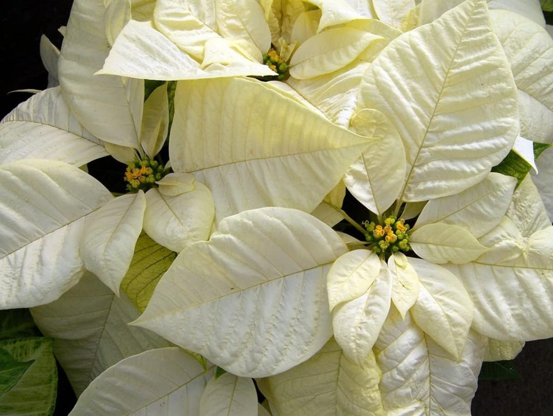 white poinsettia flower seeds