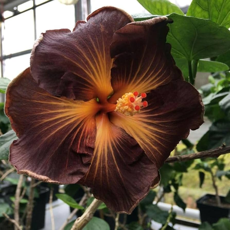 Brown Orange Hibiscus Flower Seeds - 100 pcs