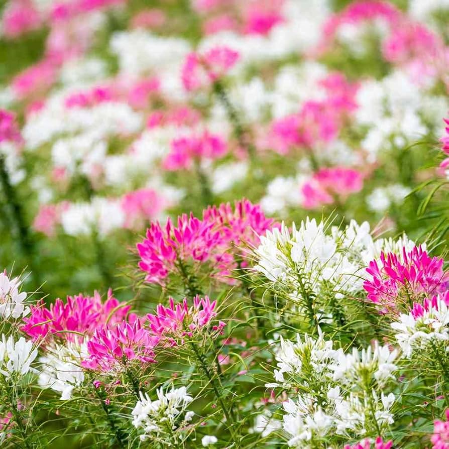 giant queen flower seeds