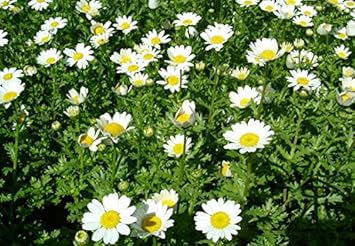 white paludosum flower seeds