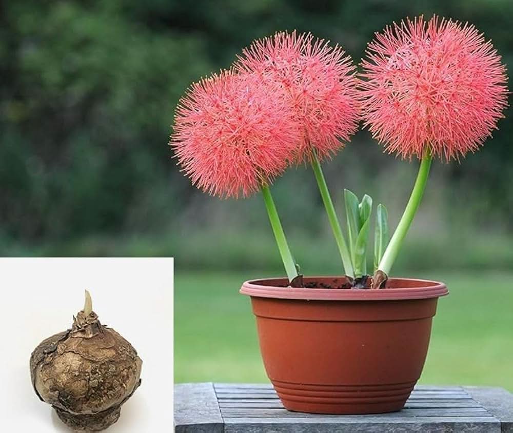 red hot flower seeds