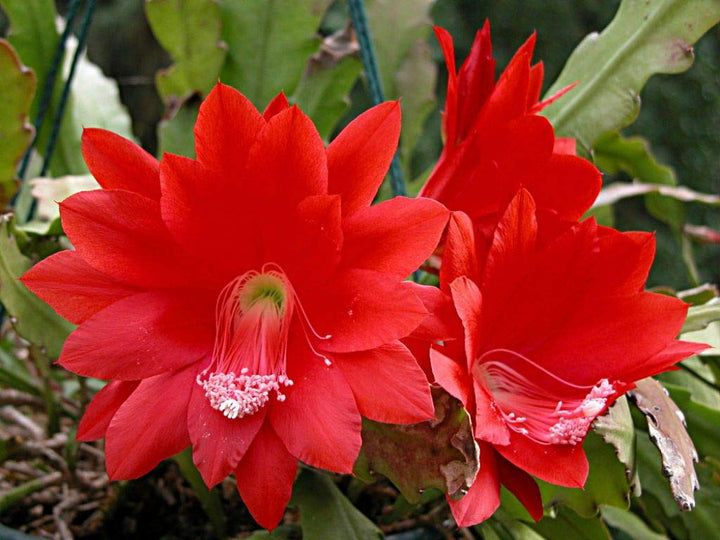 Red Epiphyllum Flower Seeds for Planting – 100 pcs, Heirloom, Non-GMO, High Germination Organic Garden Seeds