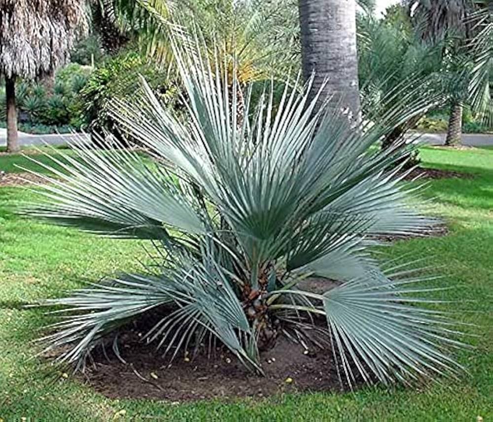 Grønne Nannorrhops Ritchiana Plantefrø til udplantning - 100 stk