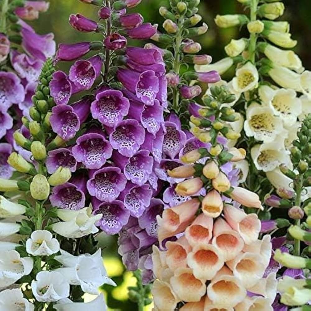 bonsai foxglove flower seeds
