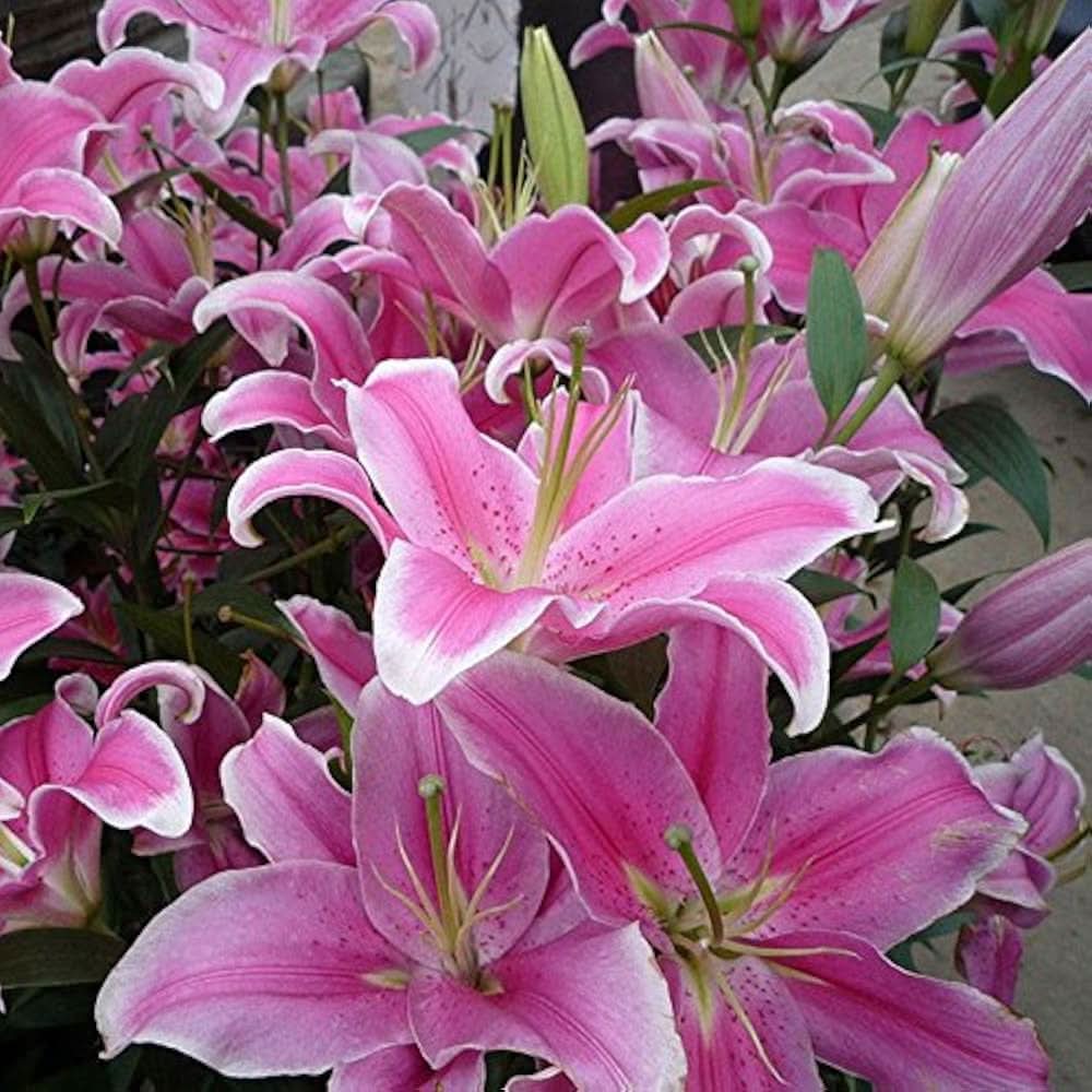 lily giglio flower seeds
